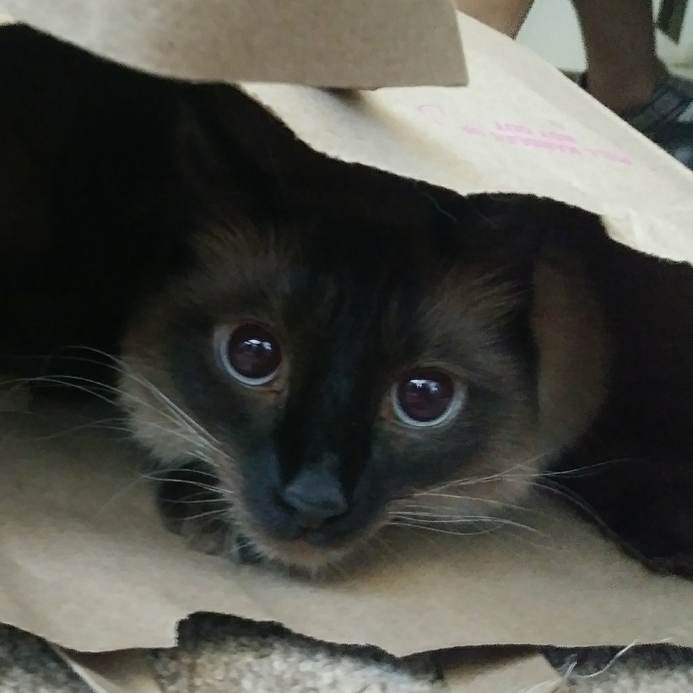 Meet your Posher, Brenda